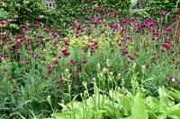 0781 Isle of Skye, Armadale Castle & Garden