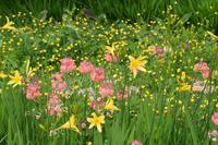 0783 Isle of Skye, Armadale Castle & Garden