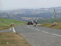 Rushhour im Dartmoor