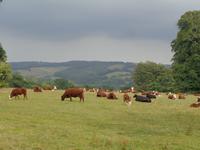 Landschaft um Lanhydrock Haouse