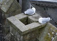 Blick vom Caernarfon Castle
