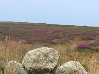 blühende Heide bei Lands End