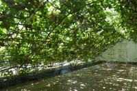 Alter Weinstock Hampton Court