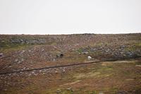 1653 Cairngorm Mountains, Rentiere am Cairngorm