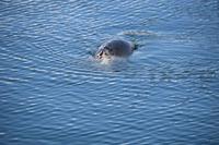 1725 Mallaig, Robbe im Hafenbecken