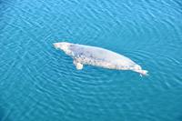 1727 Mallaig, Robbe im Hafenbecken