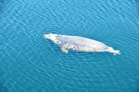 1728 Mallaig, Robbe im Hafenbecken