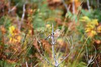 1760 Glenfinnan,  Stieglitz