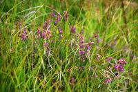 1761 Glenfinnan,  Heide