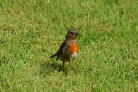 1795 Inveraray Castle, Garten, Rotkehlchen