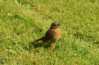 1796 Inveraray Castle, Garten, Rotkehlchen