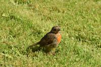 1797 Inveraray Castle, Garten, Rotkehlchen