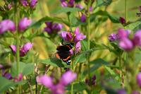 1799 Inveraray Castle, Garten, Admiral