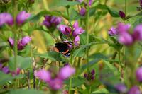 1800 Inveraray Castle, Garten, Admiral