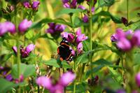 1801 Inveraray Castle, Garten; Admiral