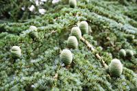 1817 Dryburgh Abbey, Zeder