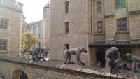 Die Affen sind los... in Tower of London