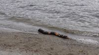 172 Treibholz am Ufer