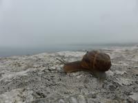 eine kleine Schnecke 