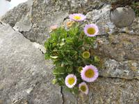 Blumenpracht zwischen den Steinen