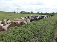 unsere Begegnung mit den Kühen während der Wartezeit