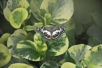 Im Schmetterlingshaus