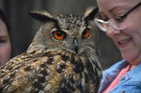 auf der Straße ein Uhu