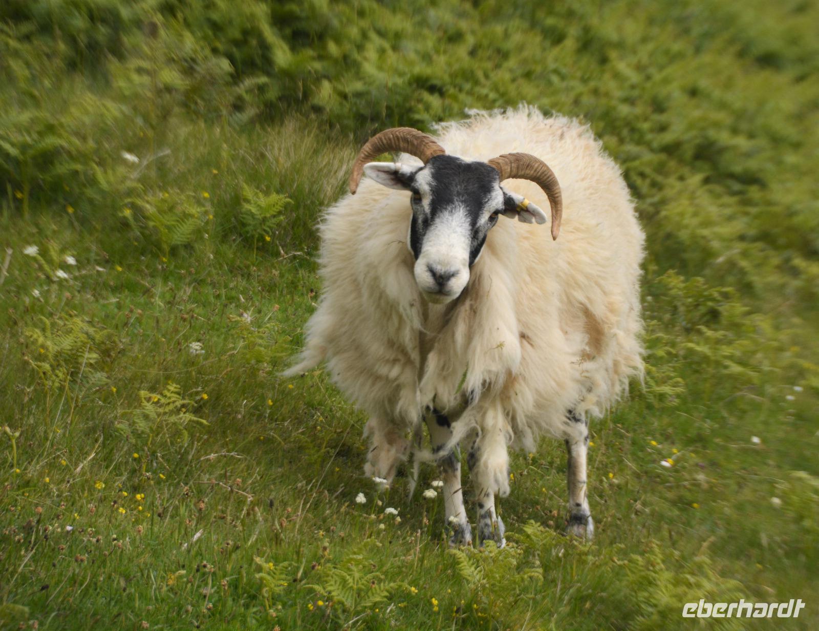 was wollt Ihr denn??