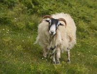 was wollt Ihr denn??