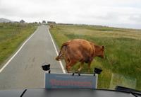 Rinder kreuzen den Weg