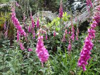 Lost Gardens of Heligan