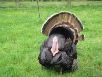 Lost Gardens of Heligan