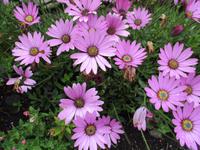 St. Michael´s Mount