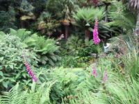 Trebah Garden