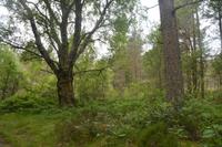 Urwald am Naturreservat 