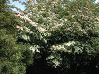 exotische Baumblüte