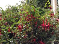 Fuchsienbüsche