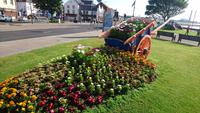 Blumenmeer in Carrickfergus