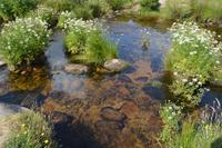 klare Wasser im Moor