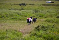 wir gehören jemandem