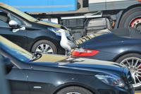 wenn das mal gut geht!