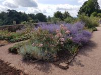 506_Killerton House & Garden.