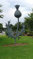Schottische Distel in Gretna Green