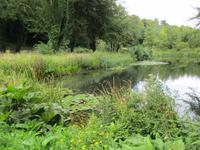 Weiher am Arundel Castle