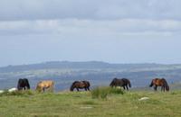 Dartmoorponys