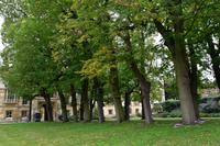 008 Cambridge, Allee vor dem Trinity College