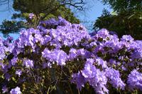 192 Bodnant Garden
