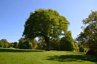 197 Bodnant Garden