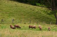 197 Isle of Man, Manx Loaghtan Schafe