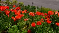 197 Nationaler Botanischer Garden Wales